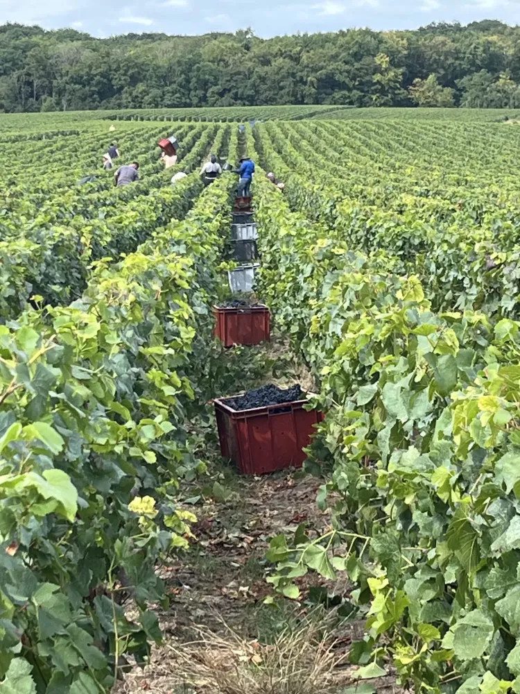 producteur Champagne à Châtillon-sur-Marne