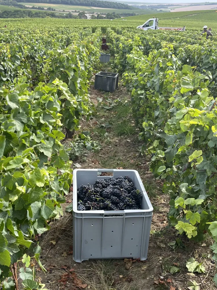 champagne familial à Châtillon-sur-Marne